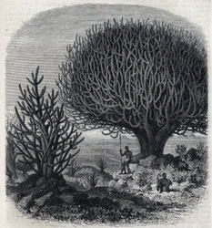 Træ Euphorbo i Østafrika (Sudan). Gravering af Freeman i "" The Picturesque Magasin""