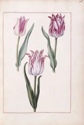 Tulipaner, 1700-tallet