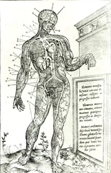Vaskulært system ifølge Charles Etienne, fra The Dissection of the Human Body