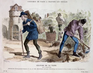 Vinkultur i det 15. århundrede - i "" Costume de Paris gennem århundrederne""