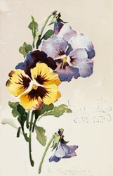 Fransk vintage-postkort med blomsterdekorationer
