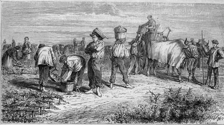 Vindyrkning i Medoc: plukning af druer under høst. Indgravering i "" Le Monde Illustré"" nr. 561 af 11. januar 1868.