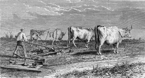 Vindyrkning i Medoc: pløjning af vinmarkerne takket være en plov trukket af okser. Indgravering i "" Le Monde Illustré"" nr. 561 af 11. januar 1868.