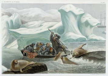 Hvalrosjagt - i "" Le monde de la mer "" af Alfred Fredol, Hachette, Paris