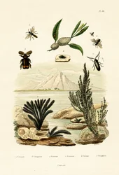 Hveps, 1833-39