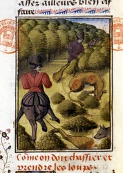 Ulvejagt- i "" Jagtbog af Gaston Phoebus, greve af Foix, Lord of Béarn""