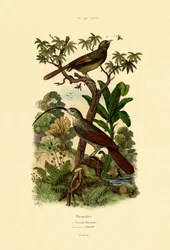 Skovkryb, 1833-39