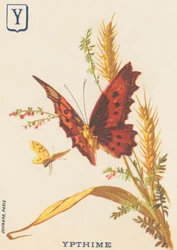 Y: Ypthime (Apatura ilia eller Lesser Mars skiftende)