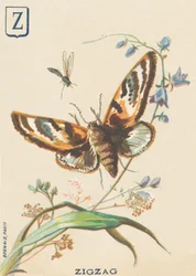 Z: Zigzag (Lymantria dispar eller disparate Bombyx)