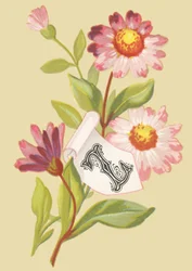Z: Zinnia - Falske flager
