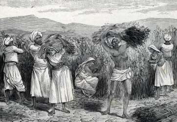 almindelig smilax eller sarsaparille eller grov bindweed høst i Peru (gravering) 1888