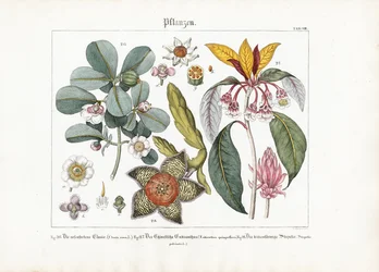 Eksotiske prydplanter: Clusia, Enkianthus og Stapelia