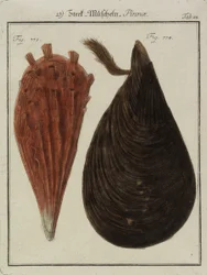 Muslinger, fra Neues Systematisches Conchylien-Cabinet (The New Systematic Cabinet of Shells), 1784 (håndfarvet radering og gravering)