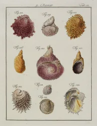 Havskaller: Chamae, Pinnae, fra Neues systematisches Conchylien-Cabinet, 1784 (håndfarvet ætsning og gravering)