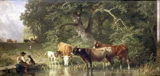 Kvægvanding ved en skovdam