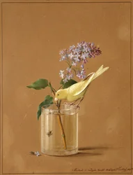 Kanariefugl på en lilla gren, 1819