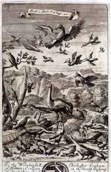 A Variety of Birds, illustration fra bog 1, del 7, kapitel 20 af 