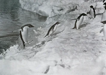 Penguins Jumping On to The Ice-Foot, c1911, 1913.