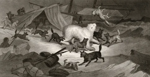 Bjørnejagt, graveret af J.C. McRea, fra "Arctic Explorations in the Years 1853, 54, 55", Volume I, af doktor Elisha Kent Kane (1820-57) udgivet i Philadelphia, 1856