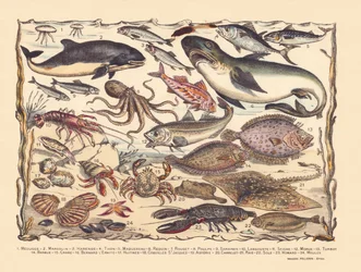 Side 16: Vandmænd, marsvin, sild, tun, makrel, haj, multe, blæksprutte, sardiner, hummer, blæksprutte, torsk, pighvar, skæg, krabbe, eremit Bernard, østers, kammuslinger, asterie, fliser, rokke, tunge, hummer, muslinger