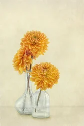 Bløde orange dahliaer