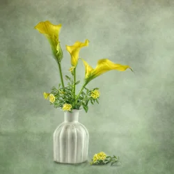 Bløde gule calla-liljer