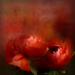 Levende røde blomster