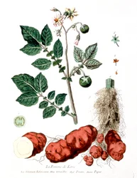 Kartoffel, botanisk tallerken af G. de Nangis, Frankrig