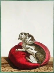 Tohovedet kat