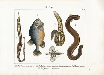 Mangfoldighed i den marine fauna: Stor rørfisk, klumpfisk, havmøl, muræne og elektrisk ål