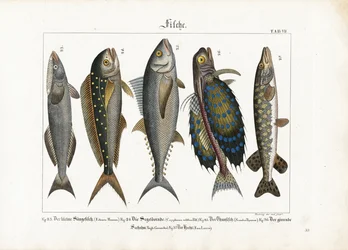 Havfisk: Remora, delfinfisk, tun, knurhane og gedde
