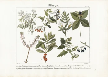 Medicinske og giftige planter