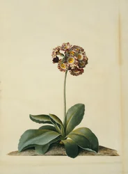 En lyserød broget Auricula,