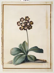 En lilla broget Auricula