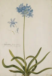 Agapanthus,