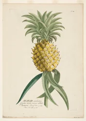 Ananas sativus, ananas, c1740-1770.