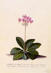 Auricula Ursi Shooting Star, ca. 1744 håndfarvet gravering.