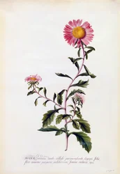 Aster, ca. 1743 håndkoloreret gravering.