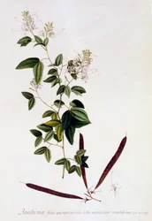 Bauhinia, ca. 1745 håndfarvet gravering.