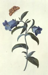Canterbury klokke (Campanula)