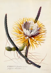 Cereus Nattens Dronning, ca. 1744 håndfarvet gravering.