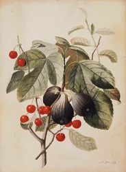 Figner og kirsebær, 1747