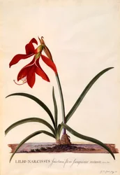 Lilio-Narcissus Jaobean Lily, ca. 1743 håndkoloreret gravering.