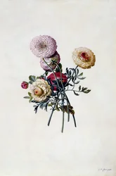 Blandede Ranunkler, ca. 1743 (håndkoloreret gravering)