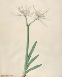 Pancratium, 1738-70.