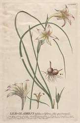 Udvalgte planter 39 - Lilio-Gladiolus.