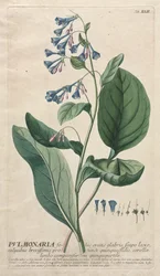 Udvalgte planter 42 - Pulmonaria.