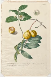 Udvalgte planter 43 - Guaiaba.