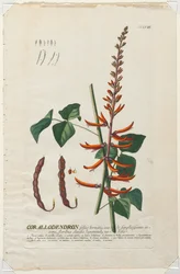 Udvalgte planter 58 - Corallodendron.