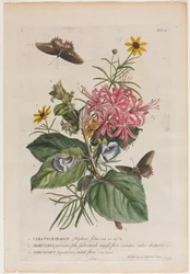 Sjældnere planter og sommerfugle: Nej. 9